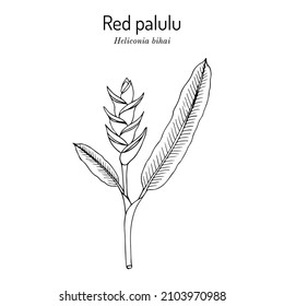 Red palulu (Heliconia bihai), ornamental and medicinal plant. Hand drawn botanical vector illustration
