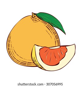 Red pamelo. Hand drawn vector illustration.