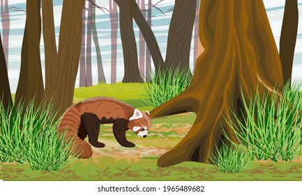 Red panda Ailurus fulgens in the forest near a large trunk of an old tree. lesser panda, the red bear-cat, and the red cat-bear. Wild animal of the Himalayas and China. Realistic vector landscape