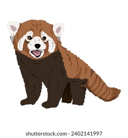 Red panda Ailurus fulgens. lesser panda, the red bear-cat, and the red cat-bear. Realistic vector animals