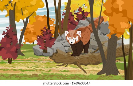 Red panda Ailurus fulgens stands on a fallen tree in the autumn forest. lesser panda, the red bear-cat, and the red cat-bear. Wild animal of the Himalayas and China. Realistic vector autumn landscape