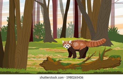 Red panda Ailurus fulgens stands in the Asian forest. lesser panda, the red bear-cat, and the red cat-bear. Wild animal of the Himalayas and China. Realistic vector landscape