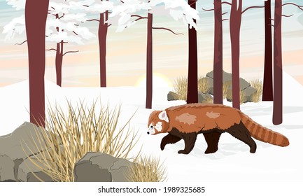 El panda rojo Ailurus fulgens se encuentra en el bosque asiático en invierno. el panda menor, el gato rojo y el gato rojo. Animales salvajes de los Himalayas y China. Paisaje vectorial realista