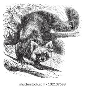 Red panda (Ailurus fulgens) / vintage illustration from Brockhaus Konversations-Lexikon 1908