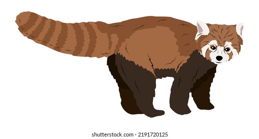 Red panda, the red bear-cat, and the red cat-bear. Realistic vector animals of the Himalayas and China.