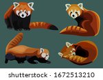 Red panda cat-bear collection, realistic flat ani,al vector set.