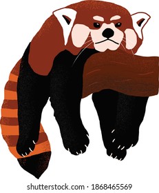 Red panda chilling on a login a cozy and lazy position on a log, isolated