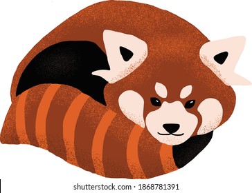 Red Panda curled vector illustration, isolated