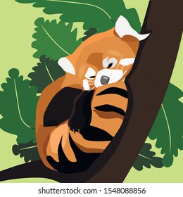 Red panda cute sleeps on an oak branch.