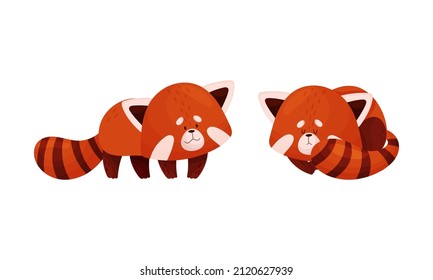 Red panda in different actions set. Cute adorable wild baby animal vector illustration