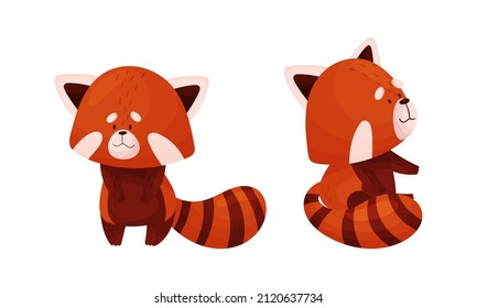 Red panda in different actions set. Cute wild baby animal, side and front view vector illustration