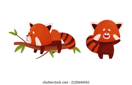 Red panda in different actions set. Cute wild animal character sleeping on tree branch and having fun vector illustration