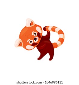 Red panda doing yoga. Cute baby red panda stretching out isolated in white background. Vector illustration in cartoon style