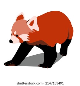 Red panda flat color front view cute bear cat walking animal book, education nature element vector illustration