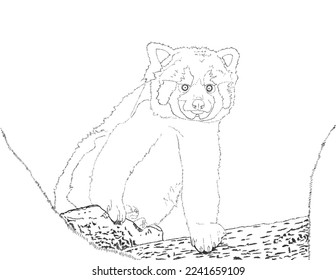 Red panda in the forest, line drawing