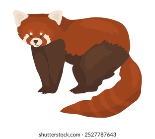 Panda rojo. Divertido animal encantador del sur de Asia. Animal depredador en parque natural. Ilustración vectorial en estilo plano.