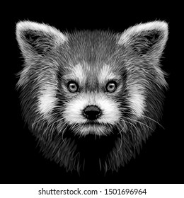 Red panda. Graphic, monochrome, hand-drawn portrait of a Red panda on a black background.