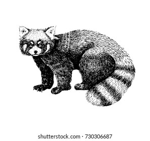 Red panda hand drawn image. Sketch style picture. Made with ink liner. Cute black and white animal.