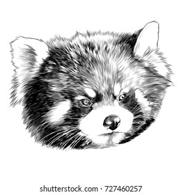 red Panda head sketch vector graphics monochrome black-and-white drawing