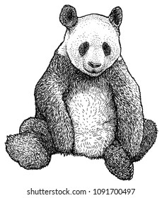 Red panda illustration  drawing  engraving  ink  line art  vector