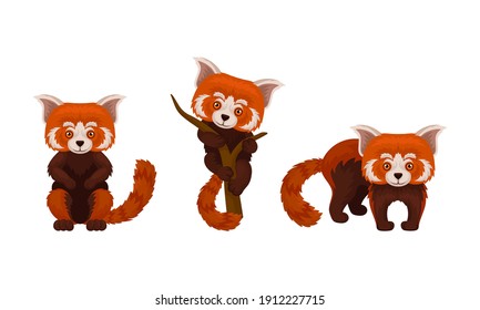 Red Panda with Reddish-brown Fur and Long Shaggy Tail Vector Set