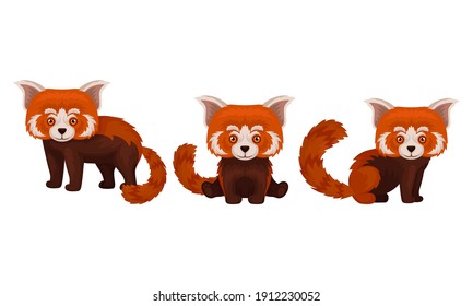 Red Panda with Reddish-brown Fur and Long Shaggy Tail Vector Set