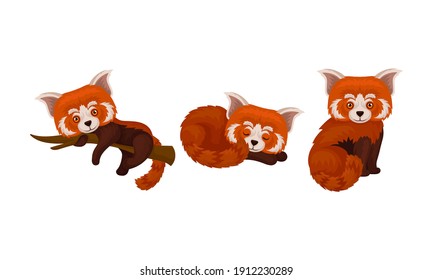 Red Panda with Reddish-brown Fur and Long Shaggy Tail Vector Set