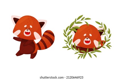 Red panda set. Cute happy wild animal character in different actions vector illustration