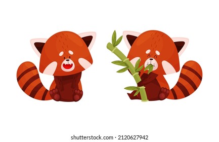 Red Panda Set. Cute Wild Animal Character Eating Bamboo Vector Illustration