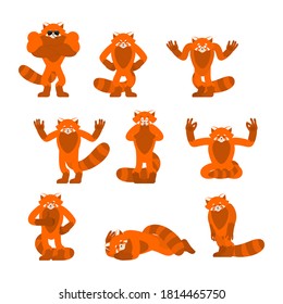 Red panda set poses and motion. Wild animal happy and yoga. Beast sleeping and angry. guilty and sad. Vector illustration