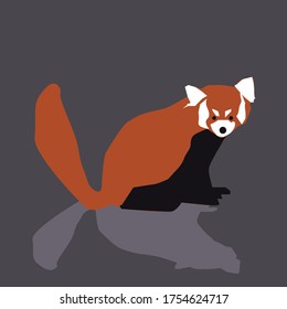 The red panda sit on gray background. 