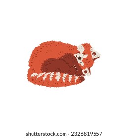 Red panda sleeping curled up in ball, hand drawn flat vector illustration isolated on white background. Cute wild animal sleeping. Concepts of dreams and bedtime. Great for kids and children.