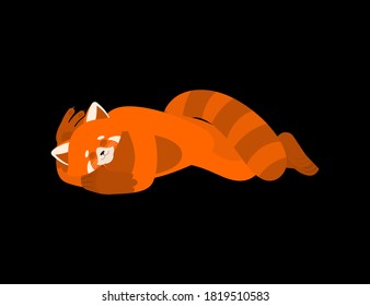 Red panda sleeping. Wild animal asleep emotions. Beast. Vector illustration