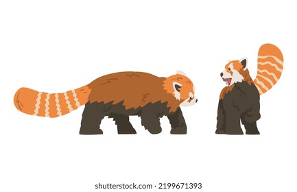 Red Panda as Small Mammal with Dense Reddish-brown Fur and Ringed Tail Walking and Standing Vector Set