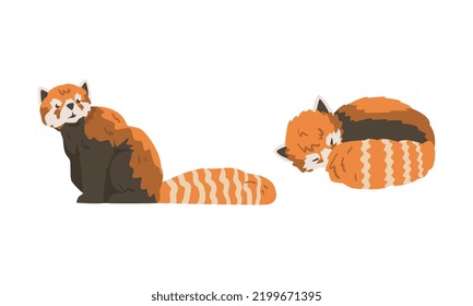 Red Panda as Small Mammal with Dense Reddish-brown Fur and Ringed Tail Cuddling and Sitting Vector Set