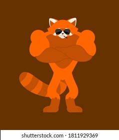 Red panda Strong Cool serious. beast strict. Vector illustration
