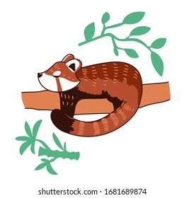 Red panda vector illustration. Сute drawing of Ailurus fulgens with green plants.