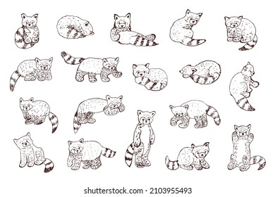 Red Panda vector illustrations set