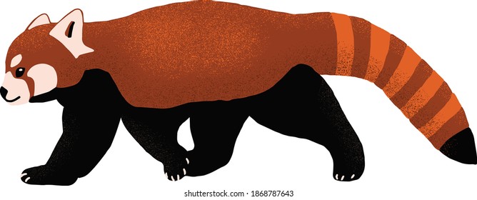 Red Panda walking vector illustration, isolated