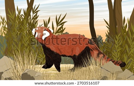 A red panda walks along a sandy road in sparse forest. Lesser panda from the eastern Himalayas and southwestern China. Realistic vector landscape.