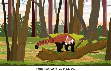 A red panda walks along a tree log in the forest. Lesser panda from the eastern Himalayas and southwestern China. Realistic vector landscape.