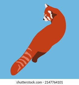 Red Panda Walks Looking Back, Bear Cat Back View Vector Illustration