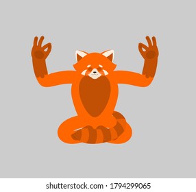 Red panda yoga. Wild animal yogi isolated. beast Relaxation and meditation. Vector illustration