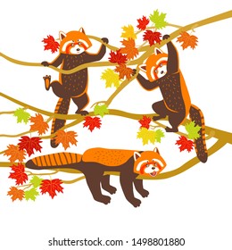 Red pandas on tree branches with autumn leaves.