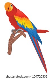 Red parrot bird vector illustration