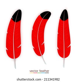 Red parrot feather set on white background, Red feather set, Vector illustration