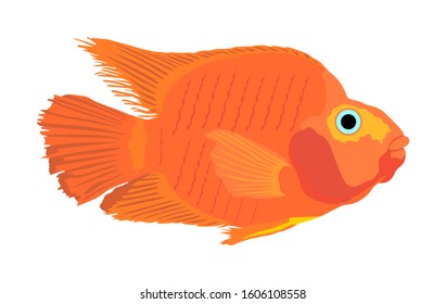 Red parrot fish vector illustration isolated on white background. Aquarium fish, exotic under water world. Coral reef Pisces. Blood parrot.