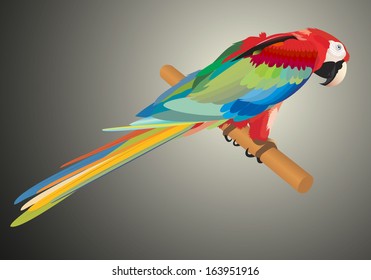 red parrot illustration vector