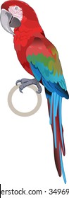 Red parrot macaw