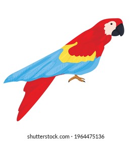 red parrot macaw isolated on white background. parrots as pets. exotic tropical birds. vector flat. pet Shop